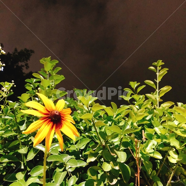 루드베키아,꽃,풀,밤하늘,자연,식물,flower,grass