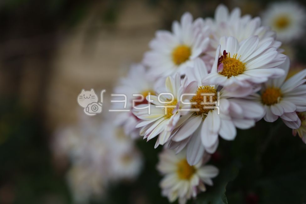 road flower,nature,Asteraceae,wild flowers,autumn