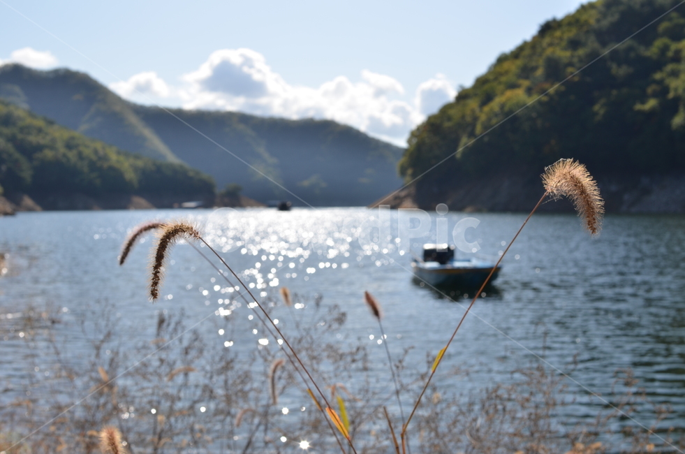 식물,물,water,자연,grass,outdoors,옥외,nature,호수,배,강아지풀,산,강,누부신,물결,자연,풍경,nature,landscape,잔디,plant