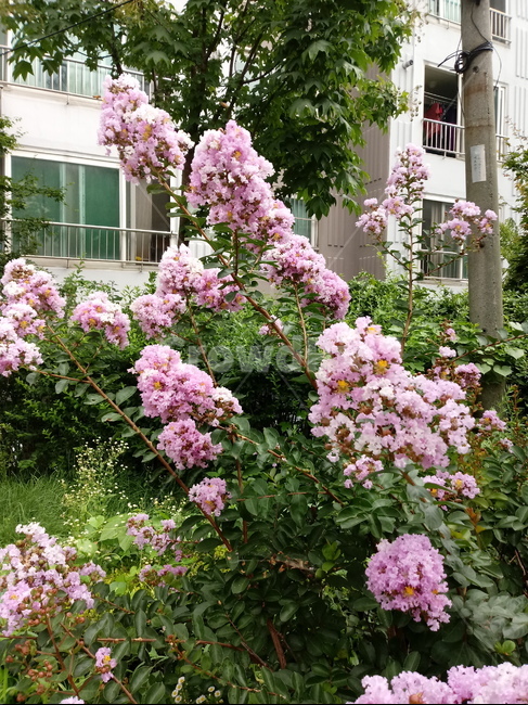 꽃,길가꽃,자연,꽃나무,보라빛꽃