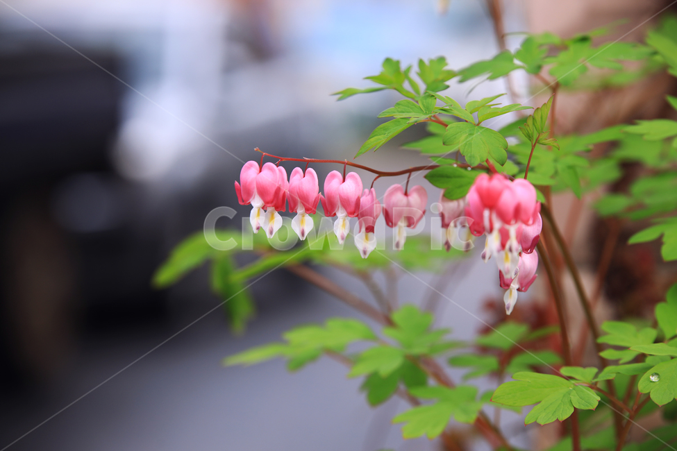 금낭화,꽃,식물,빨간꽃,red,flower