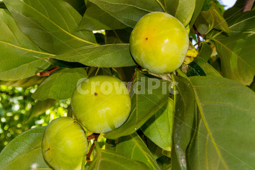 감,감나무,감잎,persimmon,persimmontree,과일,식물,fruit,과일,열매,fruit