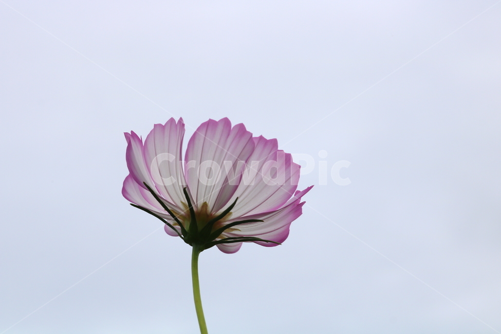 꽃,코스모스,코스모스꽃,식물,자연,풍경,가을,분홍꽃,국화과,식물,자연,plants,nature,꽃,flower