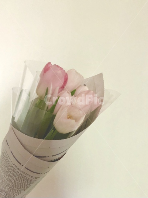 튤립,분홍,꽃,꽃다발,핑크,연분홍,선물,식물,연출,소품,nature,flower,기념일,축하,congratulations,celebrate,celebration,sensible,feeling,색깔,색상,컨셉,콘셉,concept,tulip