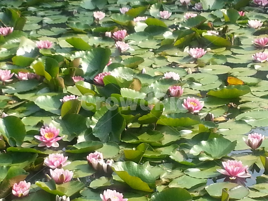 수련,연꽃,꽃,수련잎,한가득,waterlily,꽉찬,가득,가득찬,연못,lotus,pond,flower,식물,plants,잎,초록잎,leaf,연두색,녹색,초록색,lightgreen,green,자연,nature,아름다운,beautiful,분홍색,핑크,pink,소담한,탐스러운,햇빛