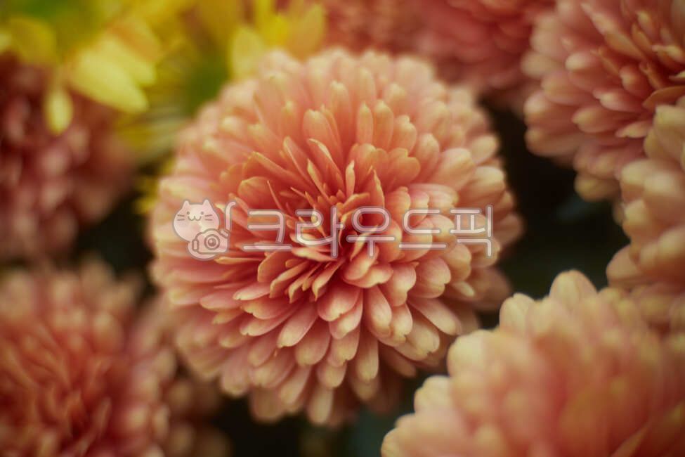 꽃,flower,chrysanthemum,국화,국화꽃,식물,자연,plants,nature,꽃,flower