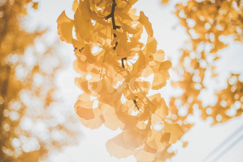 은행나무,단풍,가을,노랑색,나무,자연,가을,계절,fall,autumn,season,식물,자연,plants,nature,감성,sensible,feeling,휴식,힐링,rest,relaxation,healing