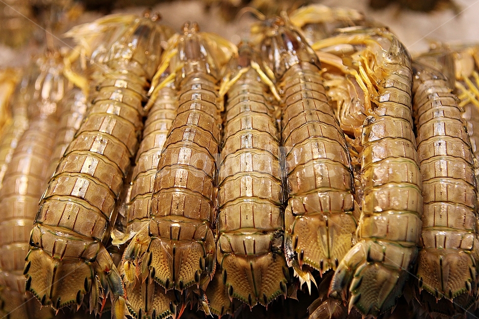 바다가제,가제,갑각류,해산물,수산물,식자제,음식,먹거리,음식,식재료,요리,food,cook,meal,dishes,food reserves,수산물,해산물,fishery products,seafood