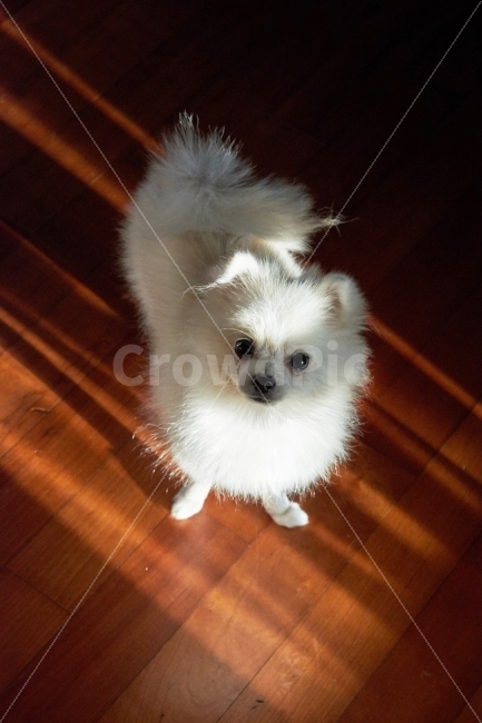 포메라니안,포메리안,Pomeranian,흰색,White,강아지,반려견,새끼,귀엽다,귀여움,수컷,암컷,동물,animal,포유류,mammal,개,강아지,dog,doggy