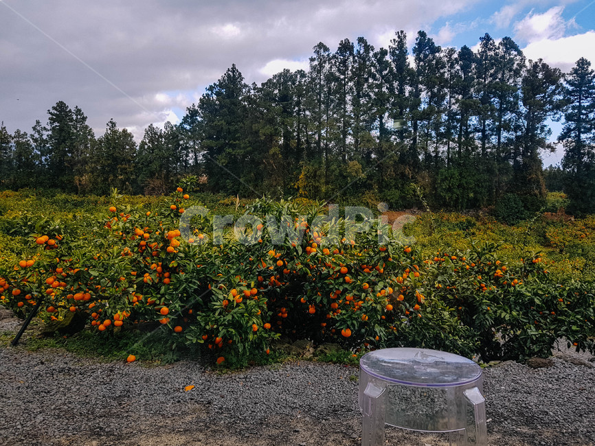 감귤,귤,제주도,제주,제주귤,과일,귤나무,비타민,과일,열매,fruit