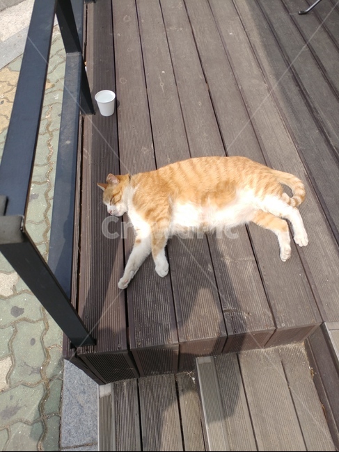 고양이,돼냥이,치즈냥,자고있는고양이,누워있는고양이,동물,animal,포유류,mammal,고양이,cat,kitten,kitty