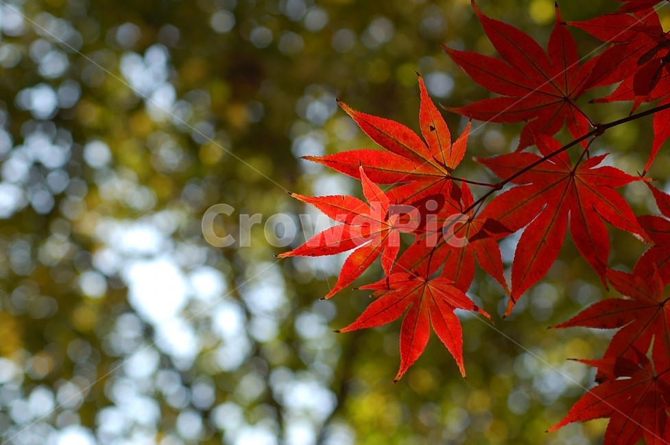 단풍,단풍잎,가을,빨강,화려함,Colorful,Autumn,계절,season,가을,계절,fall,autumn,season,식물,자연,plants,nature,plant,leaf,잎,tree,나무
