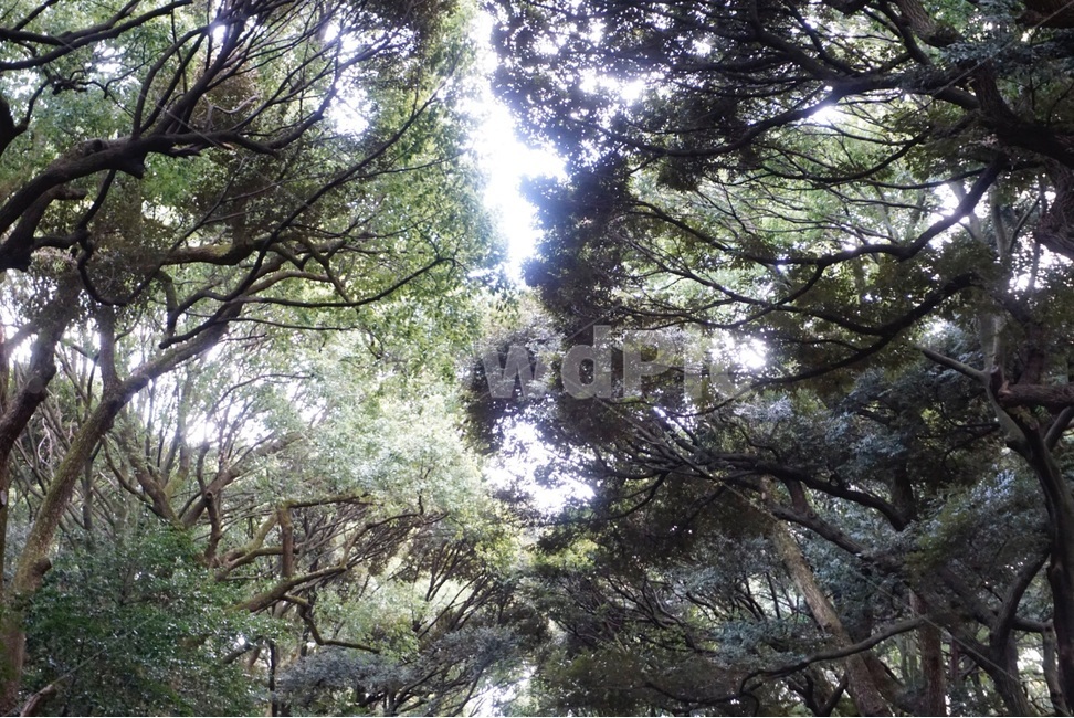 자연,나무,원본,숲,봄,nature,tree,original,forest,spring,자연,풍경,nature,landscape,식물,plants,나무,trees,wood,plant,outdoors,옥외