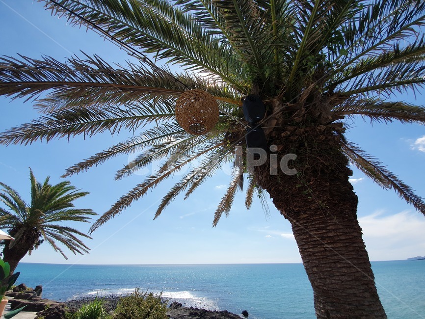plant,식물,tree,나무,arecaceae,palmtree,야자수,summer,여름,하늘,제주도,중문관광단지