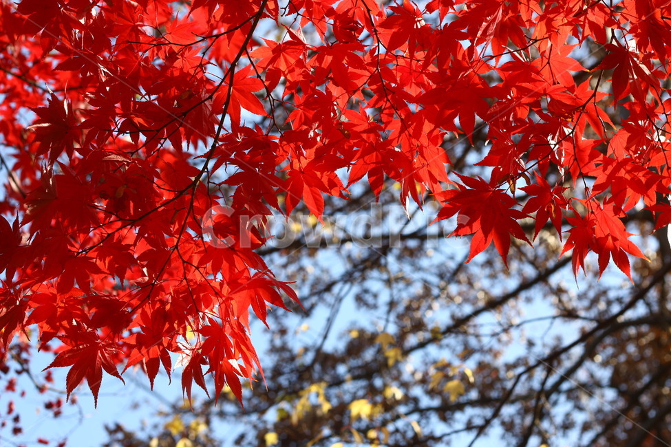 autumn,fall,가을,나무,단풍나무,낙엽,palmatemaple,가을,계절,fall,autumn,season,식물,자연,plants,nature,plant,leaf,잎,tree,maple,단풍