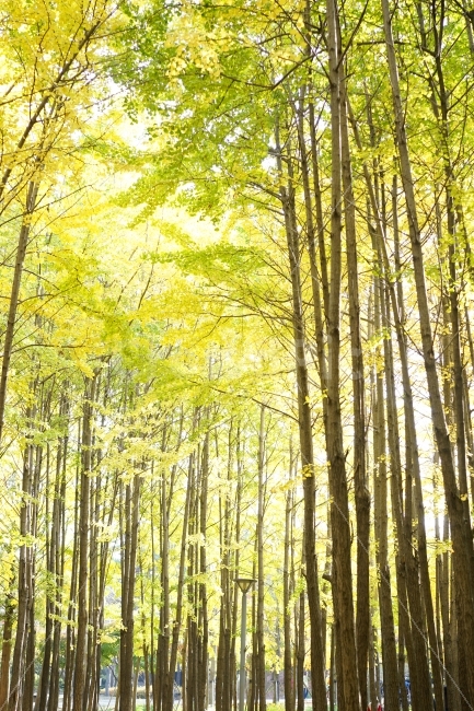 나무,숲,은행나무,햇살,한국,풍경,숲길,초록,노란,가을,계절,fall,autumn,season,자연,풍경,nature,landscape,식물,plants,나무,trees,wood,plant