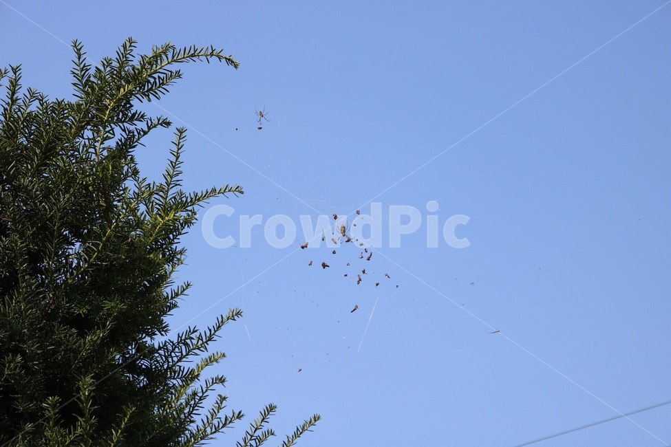 하늘,자연,나무,거미,거미줄,파랑,초록,sky,sora,nature,tree,ki,spider,kumo,blue,ao,green,midori,동물,animal,곤충,벌레,insect,bug