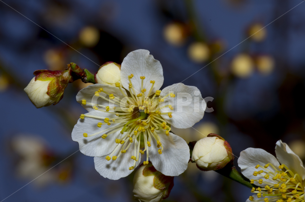 꽃술,꽃봉오리,꽃잎,매화,매화꽃,봄,꽃,flower,계절,season,자연,spring,petal,bloom,blossom,감성,감정,접사,매크로,클로즈업,확대