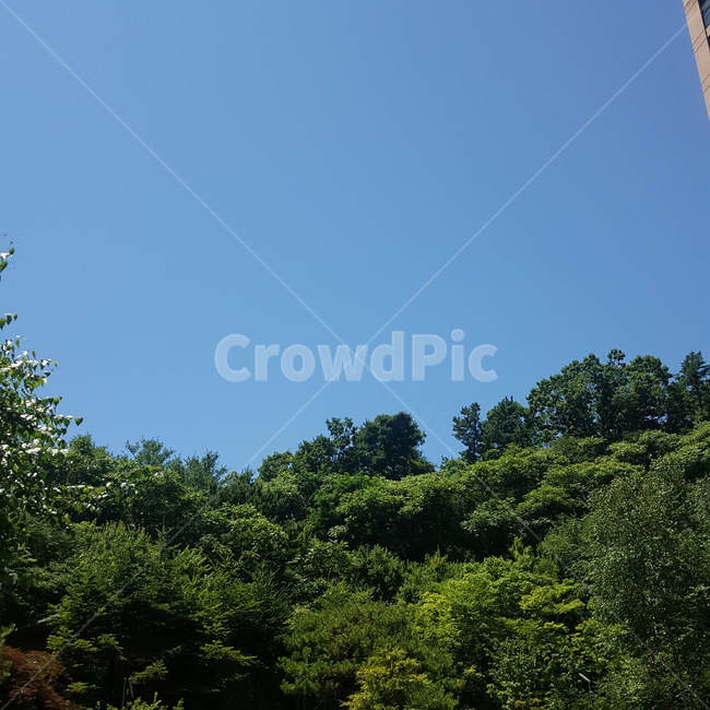 자연,하늘,나무,여름,초록,자연,풍경,nature,landscape,tree,plant,식물,fir,전나무