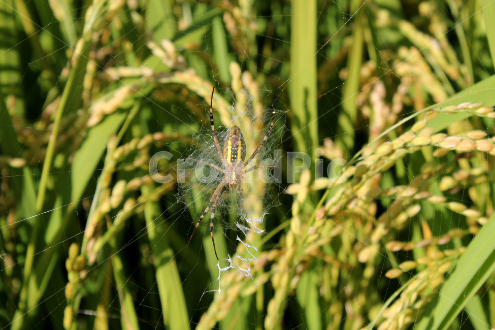 farm,farming,field,green,insect,natural,nature,paddy,plant,ricefield,spider,spidersweb,yellow,거미,논,쌀,논농사,농촌,시골,곤충,거미줄,식물,자연,그린,녹색,동물,animal,곤충,벌레,insect,bug,곡류,곡식,cereals