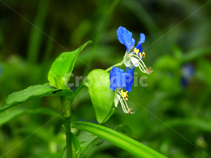 plant,식물,flower,blossom,꽃,달개비꽃