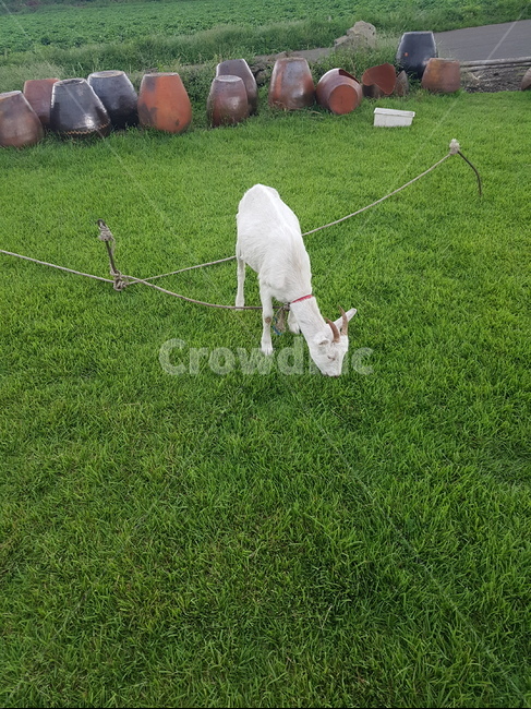 동물,염소,들판,항아리,풀먹기,귀여움,동물,animal,포유류,mammal