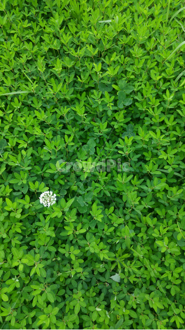 식물,야생화,꽃,들풀,패턴,pattern,flowers,background,배경,백그라운드,바탕,그린,그리너리,green,초록색,녹색,plant,식물,자연,plants,nature,꽃,flower