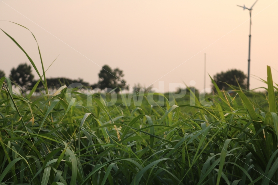 자연,풍경,노을,석양,힐링,자연,풍경,nature,landscape,식물,plants,outdoors,옥외,grassland,목초지,field,들,grass,잔디,plant