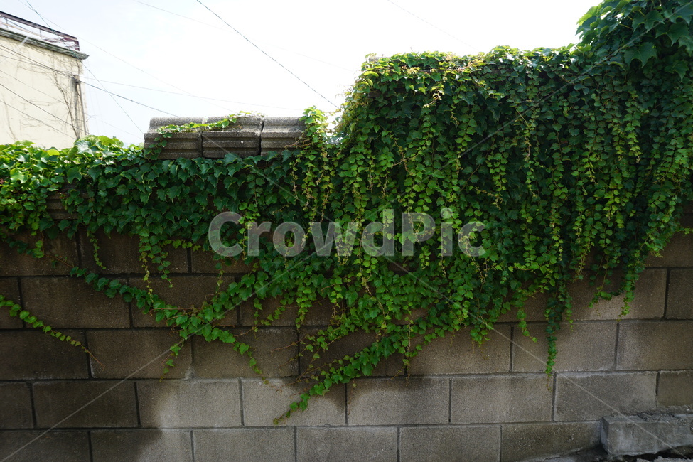 plant,자연,담쟁이,nature,초록색,green,식물,식물,자연,plants,nature