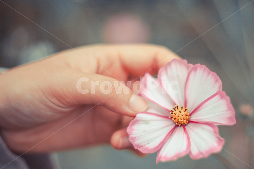 꽃,blossom,코스모스,plant,식물,자연,식물,자연,plants,nature,꽃,flower