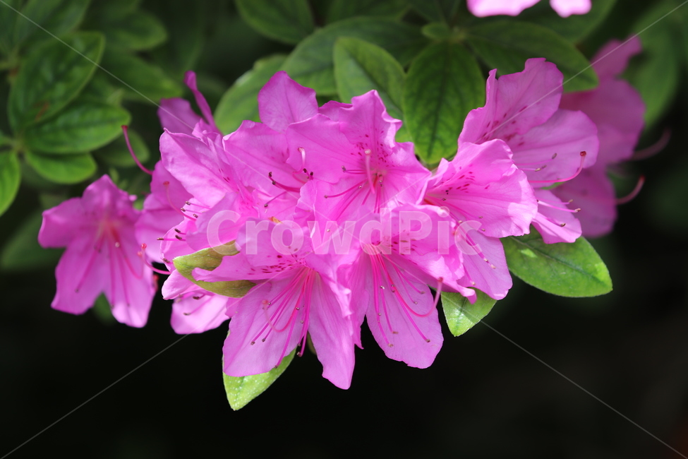철쭉,보라색,봄,꽃길,꽃,봄,계절,spring,season,식물,자연,plants,nature,꽃,flower,blossom,geranium,제라늄,plant