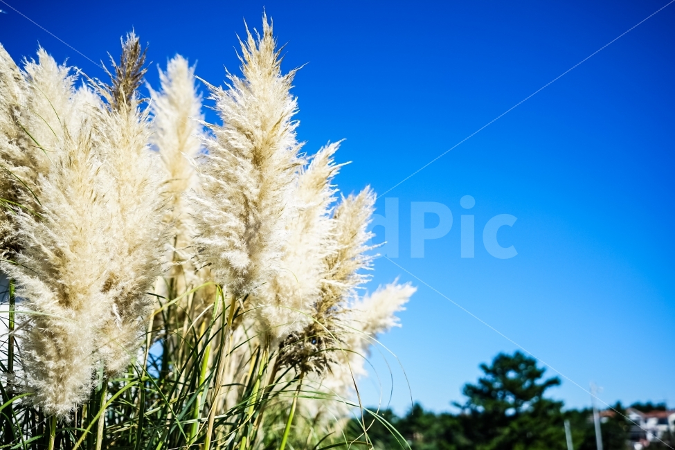 제주도,억새,갈대,하늘,자연,식물,가을,계절,fall,autumn,season,식물,자연,plants,nature,grass,잔디,plant,lawn,reed