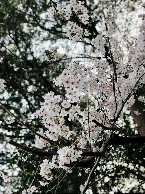 cherryblossom,벚꽃,꽃,봄꽃,봄이미지,spring,식물,flower