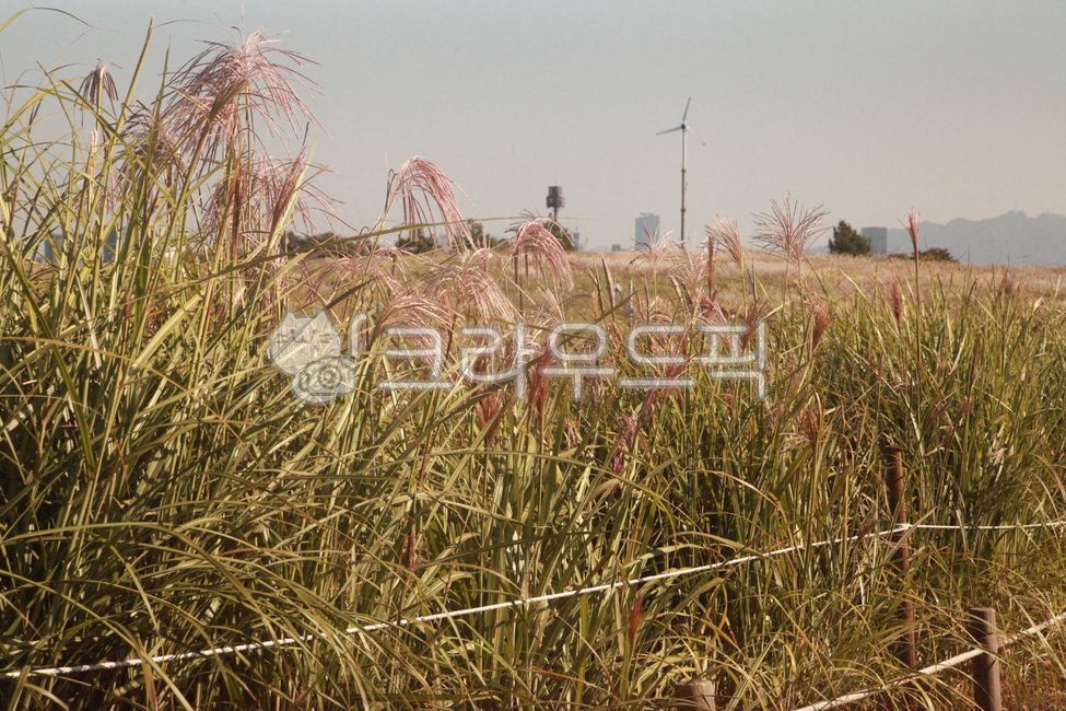 갈대, 억새, 가을, 하늘, 풍경, 사진,이미지,일러스트,캘리그라피 - 97mz작가