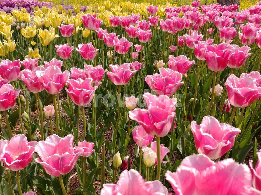 태안튤립축제,꽃,튤립,flower,식물