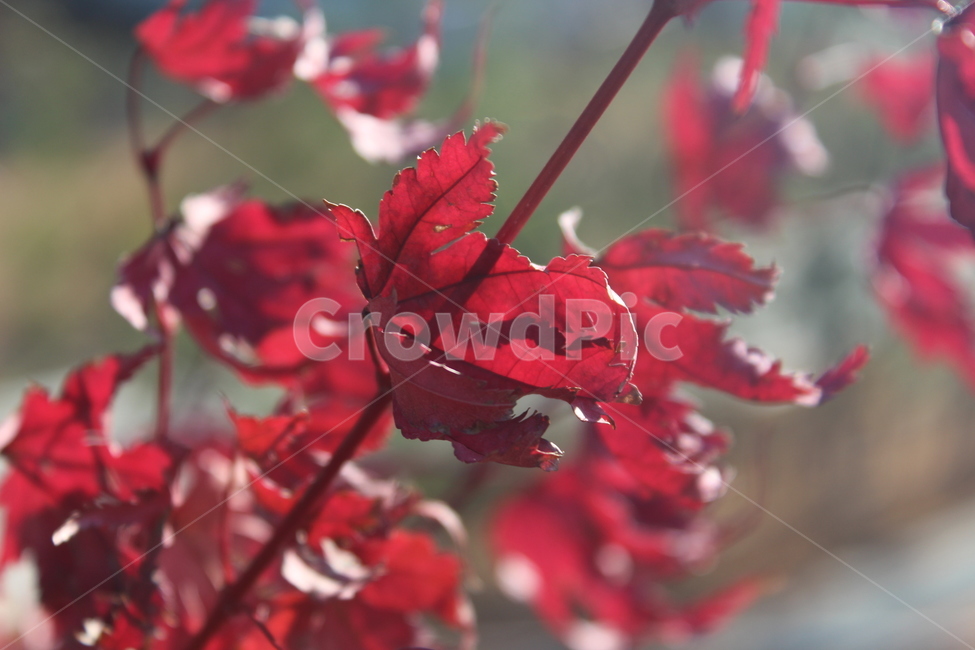 plant,leaf,잎,식물,red