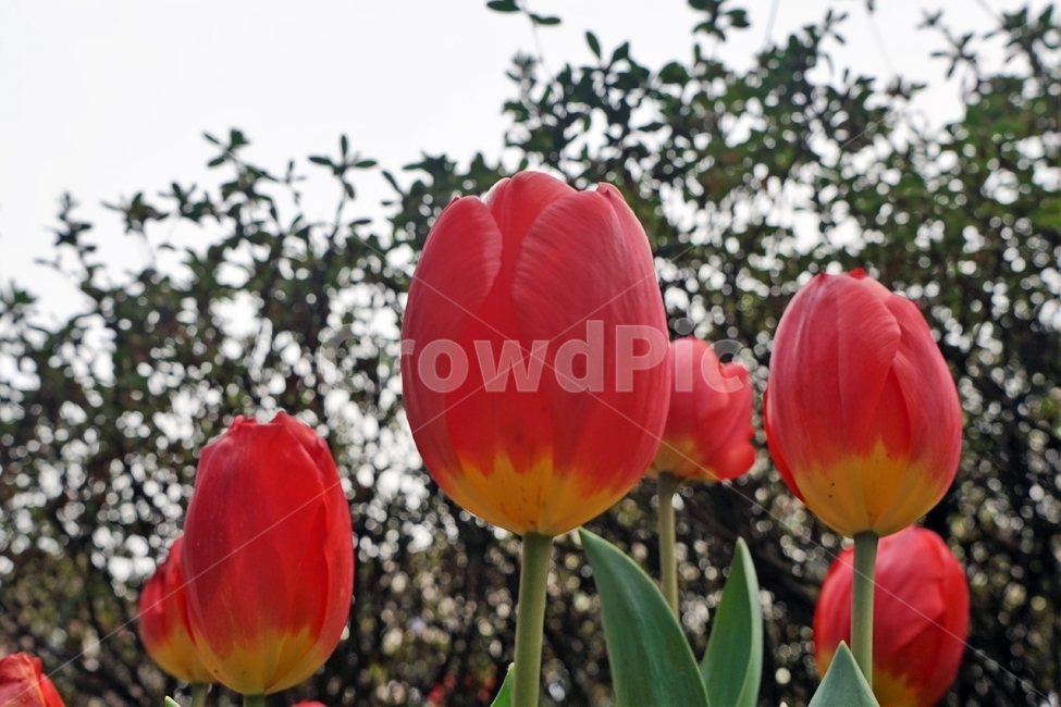 봄,꽃,식물,꽃송이,정원,아름다움,자연,spring,plant,nature,beautiful,flower,식물,자연,plants,nature,꽃,flower