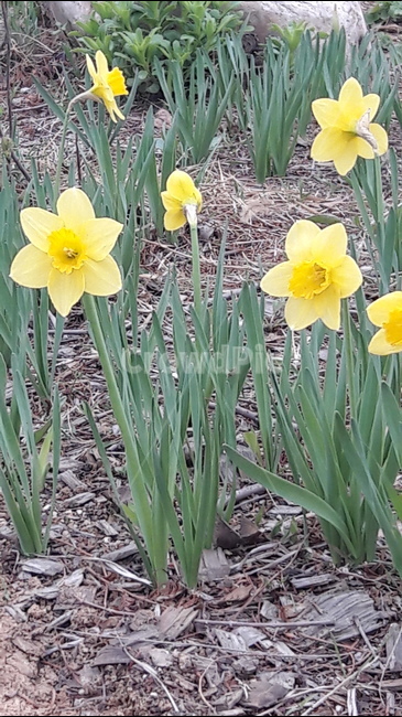 수선화,봄,푸른수목원,자기사랑,자존심,봄,계절,spring,season,식물,자연,plants,nature,꽃,flower,plant,blossom