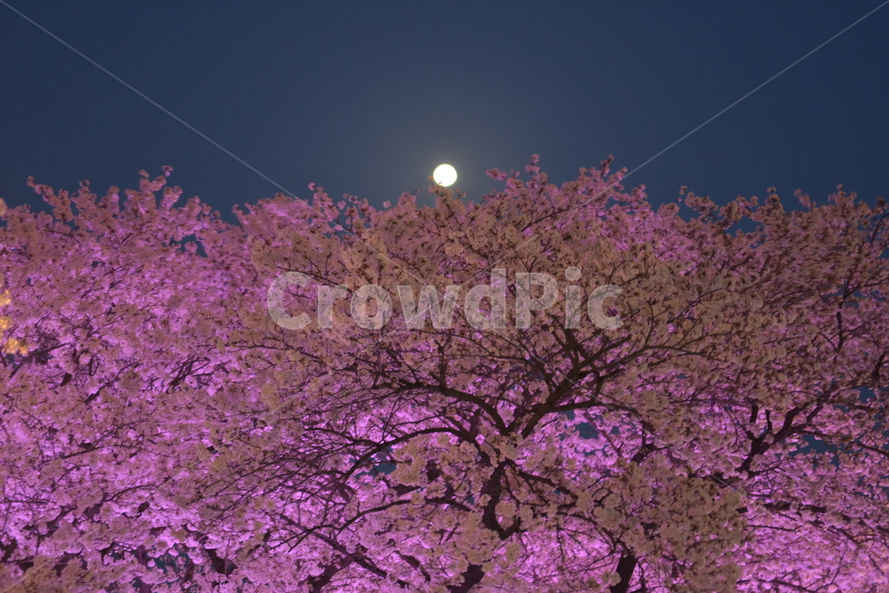 봄,야경,벚꽃,달,대구,보름달,분홍,풍경,야경,밤,풍경,nightscape,night,landscape,plant,식물