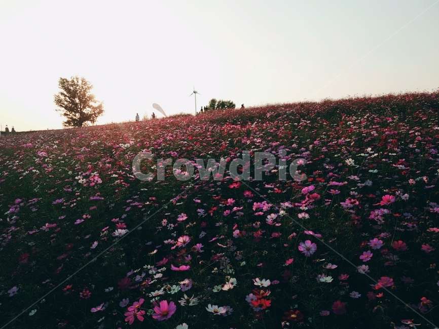 꽃,flower,꽃밭,코스모스,언덕,꽃잎,blossom,가을