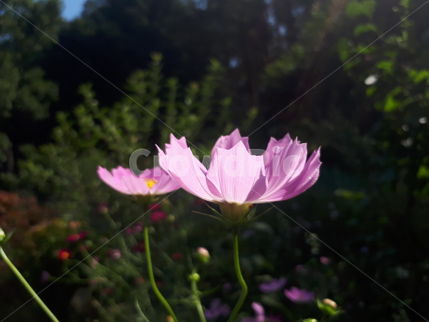 코스모스,빛,산,풍경,꽃,flower,꽃잎,분홍색,햇빛,자연