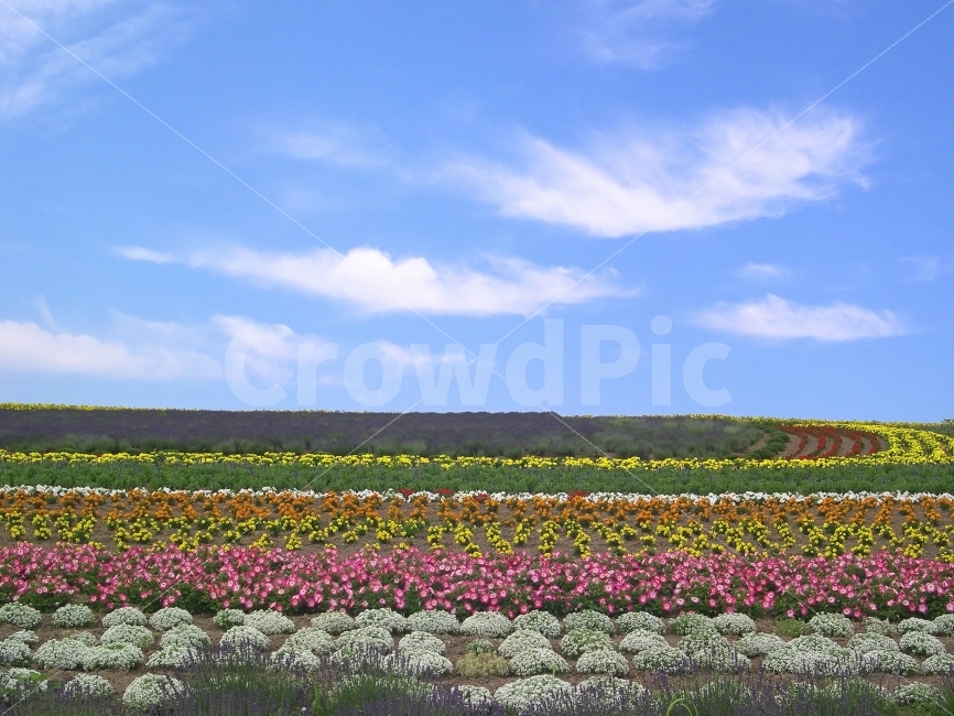 꽃,꽃밭,풍경,화원,원예,화훼,원예업,화훼업,플라워,flower,하늘,구름,자연,식물,재배,농업,배경,백그라운드,background,자연,풍경,nature,landscape
