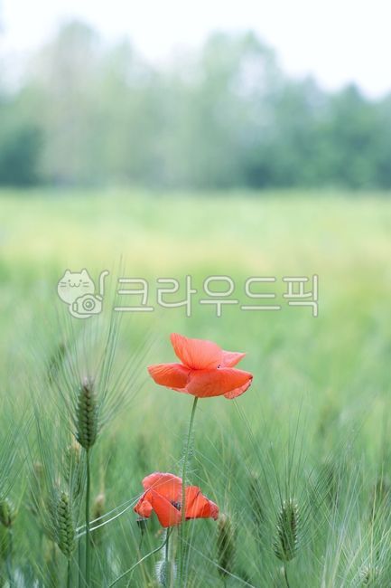 flower,poppy,poppy,ornamental,flower,poppy