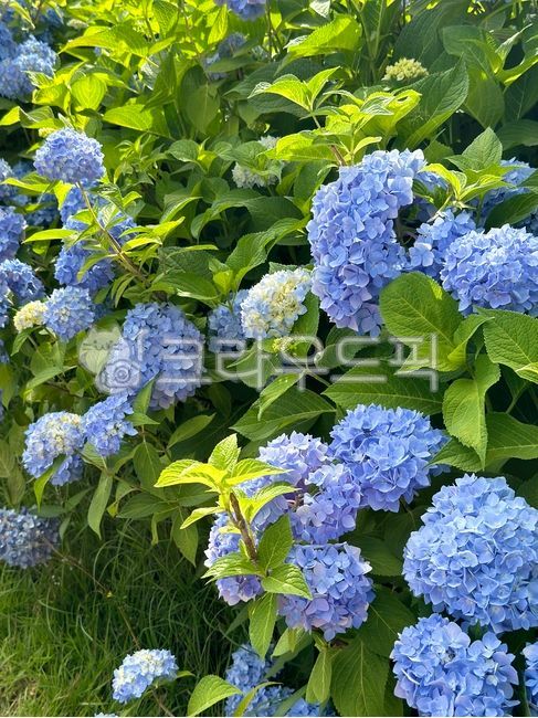 Hydrangea,blue hydrangea,purple hydrangea,blue,purple,summer,flower,festival,flower garden,full bloom,teller blue,clear hydrangea,endless summer,endless summer,endless summer,tree,summer flower,Europe,garden hydrangea,endless summer,fl