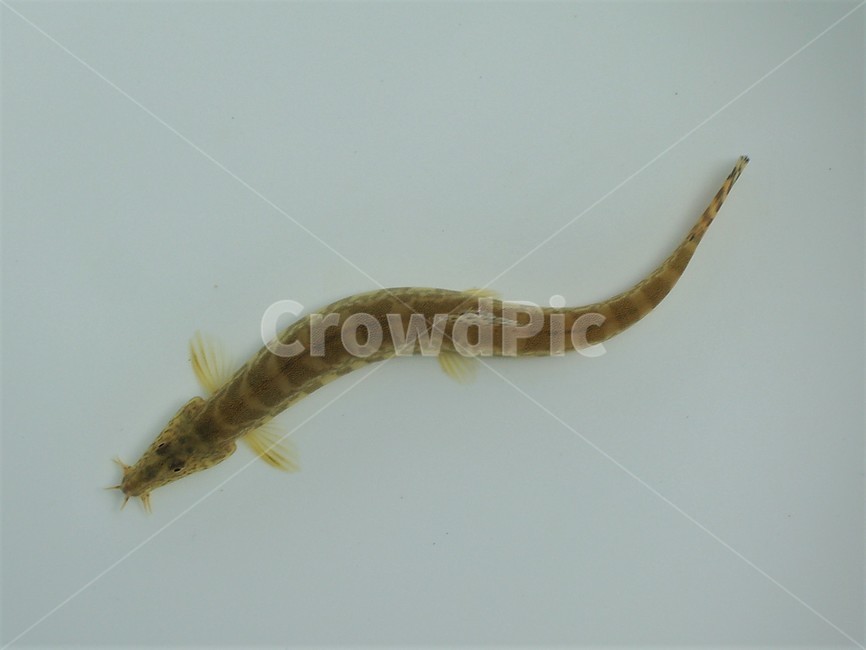 참종개,미꾸릿과,민물고기,한국고유종,특산종,동물,animal,어류,물고기,fish