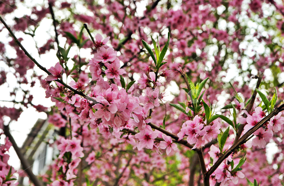 복숭아꽃,꽃,식물,장미과,분홍색,봄,계절,식용,약용,화목용,plant,blossom,flower