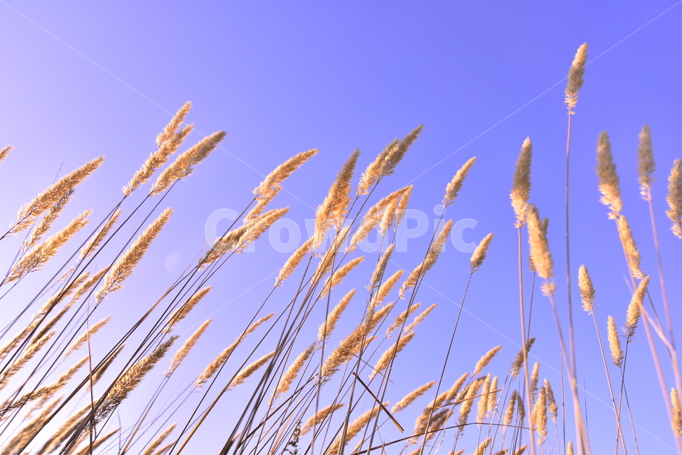 가을,가을배경,들풀,들꽃,야생화,들판,background,season,시즌,계절,야외,옥외,들녘,가을분위기,가을느낌,배경,바탕,백그라운드,green,10월,9월,일년초,식물,grass,목초,잡초,autumn,fall,plant,blossom,가을,계절,fall,autumn,season,자연,풍경,nature,landscape,한국자연풍경,한국자연경관,korea nature landscape,식물,plants,잔디,lawn