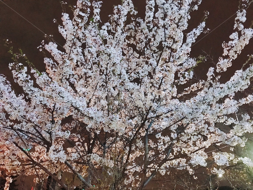 봄,벚꽃,분홍,봄날씨,산책