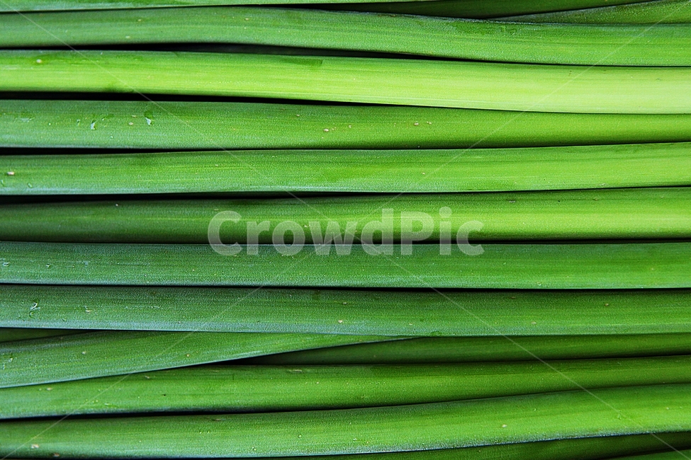 마늘쫑,식물,마늘,마늘줄기,식재료,음식,먹거리,추수,수확,식물,자연,plants,nature,음식,식재료,요리,food,cook,meal,dishes,food reserves,채소,야채,vegetables