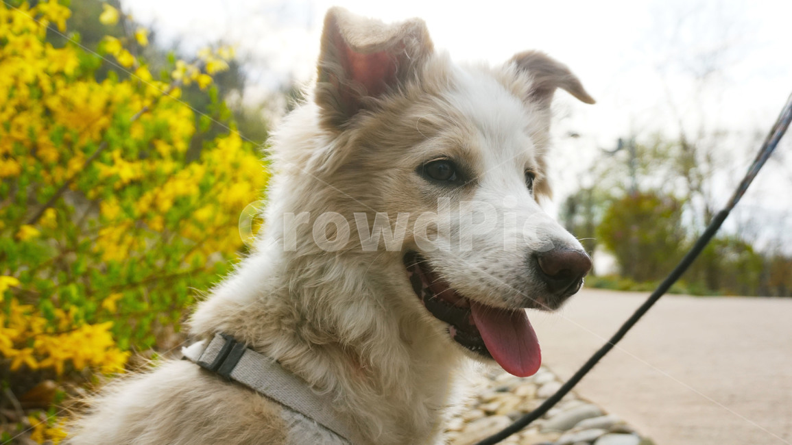 꽃개,벚꽃,꽃,봄,강아지,보더콜리,개,동물,animal,포유류,mammal,개,강아지,dog,doggy